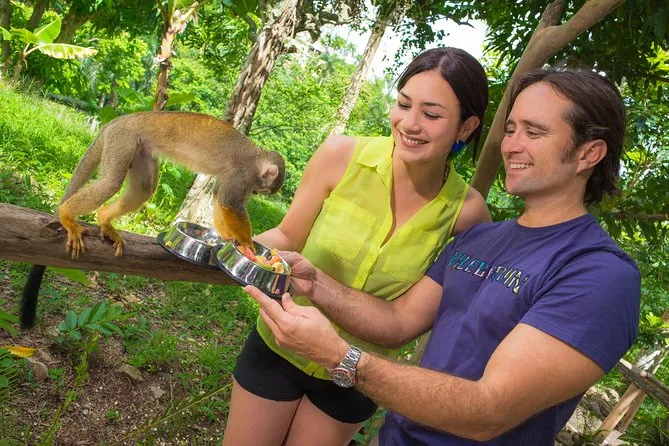 Visitantes alimentando monos en Monkeyland