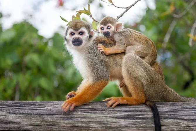 Monos en Monkeyland, Punta Cana