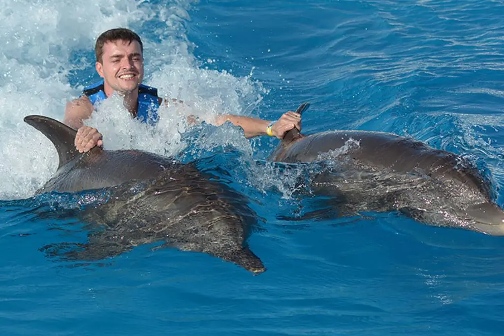 Nado junto a delfines en Punta Cana