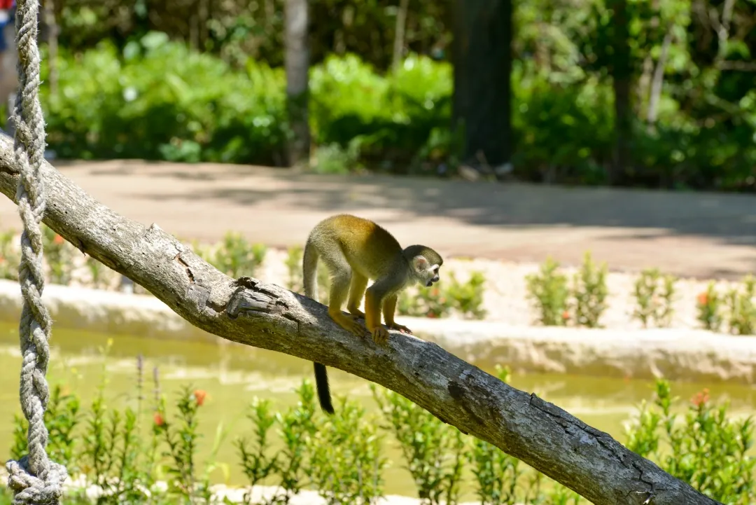 Mono ardilla en Faunaland, Scape Park